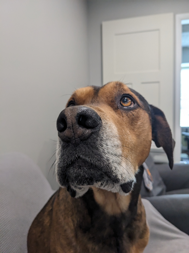 Close-up of a brown and black dog named Beau sitting on a gray couch indoors, looking slightly upward with a calm, thoughtful expression, his nose and whiskers in sharp focus against a softly lit back